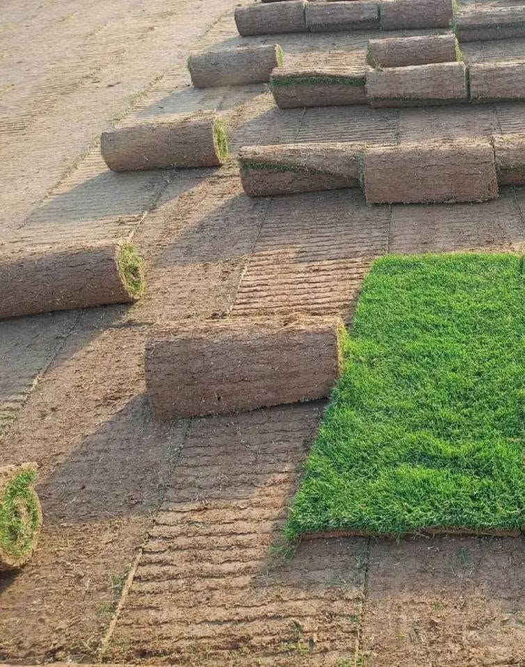 🌿✨ عرض مميز على الثيل الطبيعي – درجة أولى ✨🌿
هل تبحث عن لمسة جمال طبيعية لمساحتك؟
نوفر لكم ثيل طبيعي فاخر – درجة أولى بجودة ممتازة، لون أخضر غني، وكثافة عالية تضيف منظرًا أنيقًا ومريحًا للعين، مناسب للحدائق المنزلية، الفلل، المزارع، الاستراحات، والمشاريع المختلفة.
✅ ثيل طبيعي بكافة انواعة
✅ درجة أولى – جودة مضمونة
✅ لون أخضر طبيعي وثابت 🌱
✅ تحمل ممتاز للظروف الجوية ☀️💧
✅ مناسب لجميع المساحات 🏡🌳
✅ أسعار منافسة جدًا 💰🔥
🚚 توصيل مجاني لفترة محدودة
🛠️ متوفر بكميات مختلفة حسب الطلب
اجعل المكان أكثر جمالًا وحيوية مع أفضل أنواع الثيل الطبيعي 🌴💚
الجودة التي تستحقها… والسعر الذي يناسبك
📞 للطلب والاستفسار تواصل معنا الآن
#على_رقم_***********_واتساب
🌿💚🏡✨🚛🌱🔥
