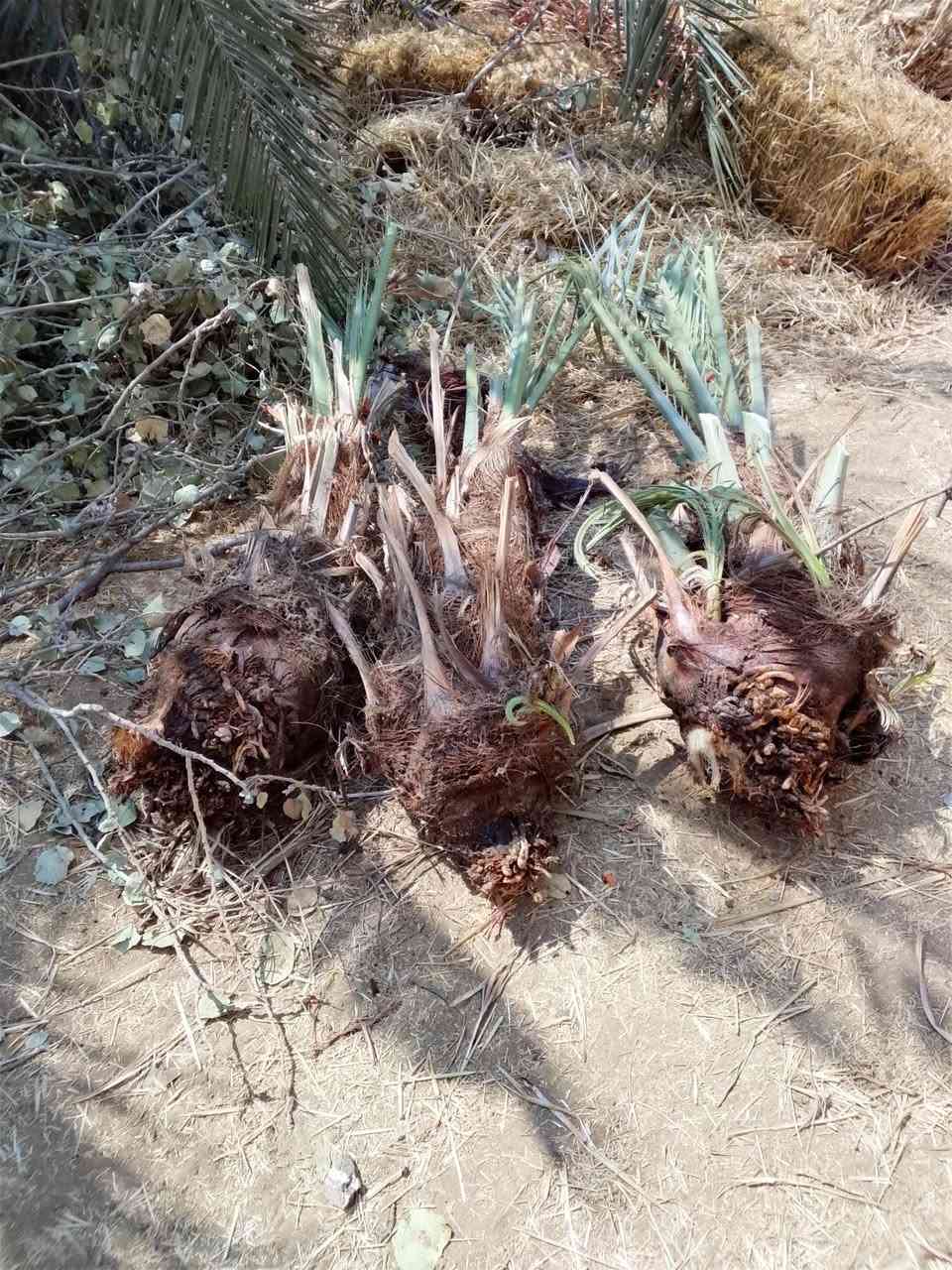 متوفر فسائل شويثي شكر ام الأصابع خضراوي مندلي زاهدي ديري فالطلب فسائل اكبار كلش وجذورتهن تخبل ***********
