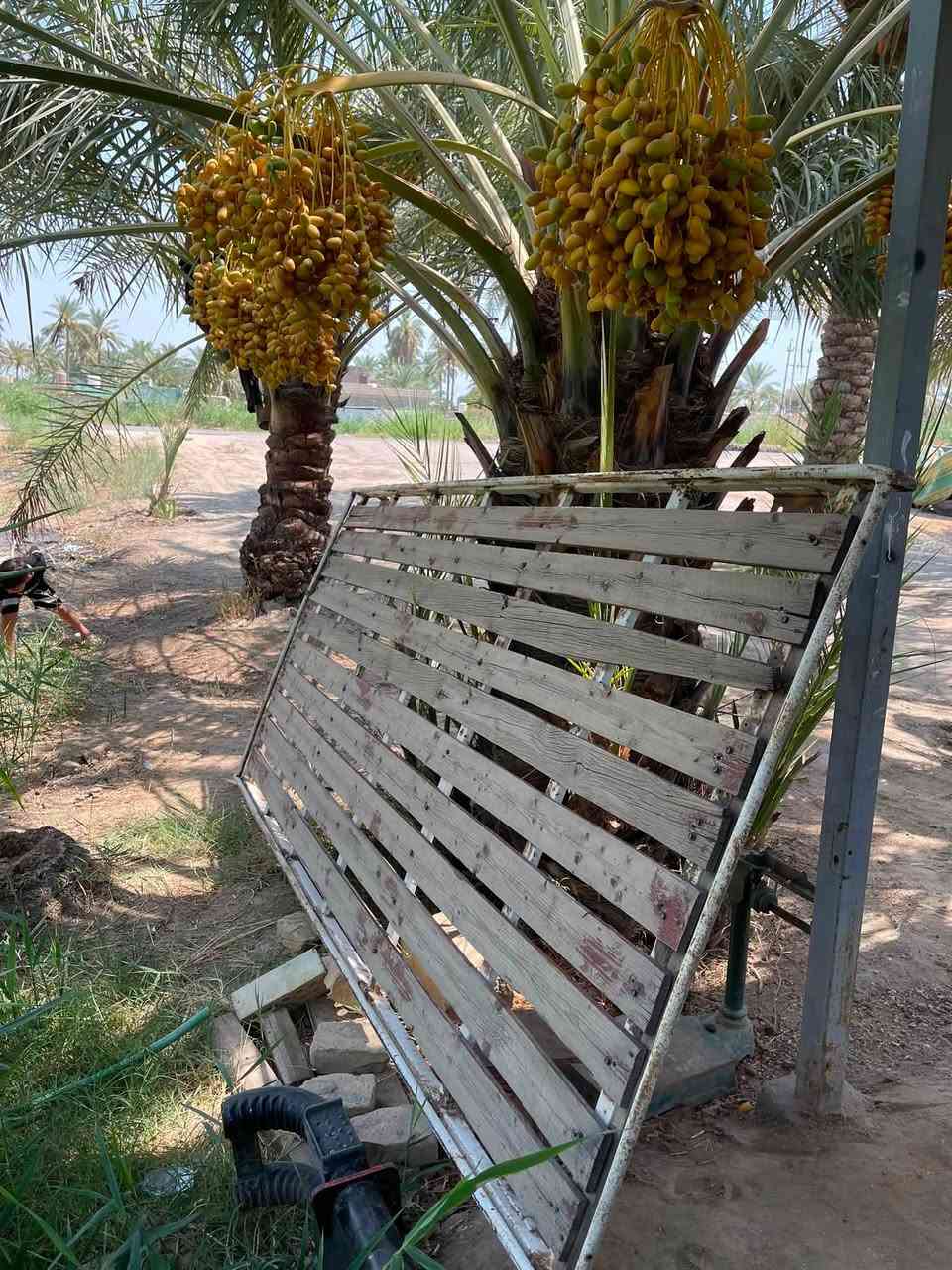 سلام عليكم سوبايه لعريضه تكعد علجتف مو لضيكه مالت نيسان عالي ودرع يرادله صبغ ثنينهن ب١٧٠ 
مكاني بابل لمسيب
***********
