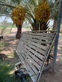 سوبايه • نيسان • بابل لمسيب