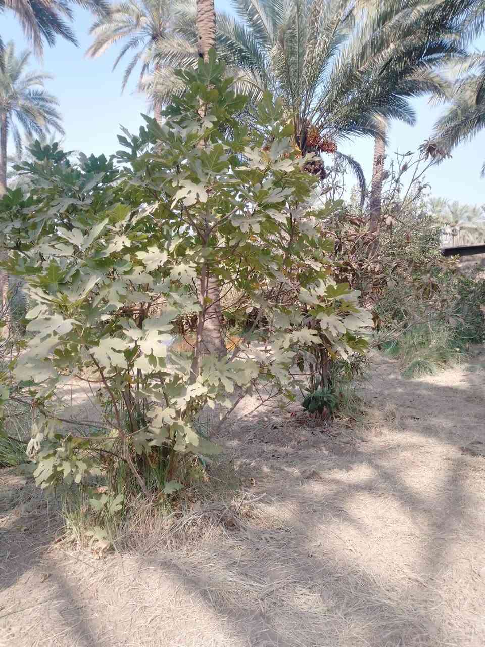 دونم • دار ٢٢٥م • طريق بغداد عمود ٥٤