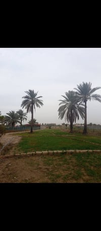 دونم ونص • طابو صرف • حله بابل شارع ١٠٠