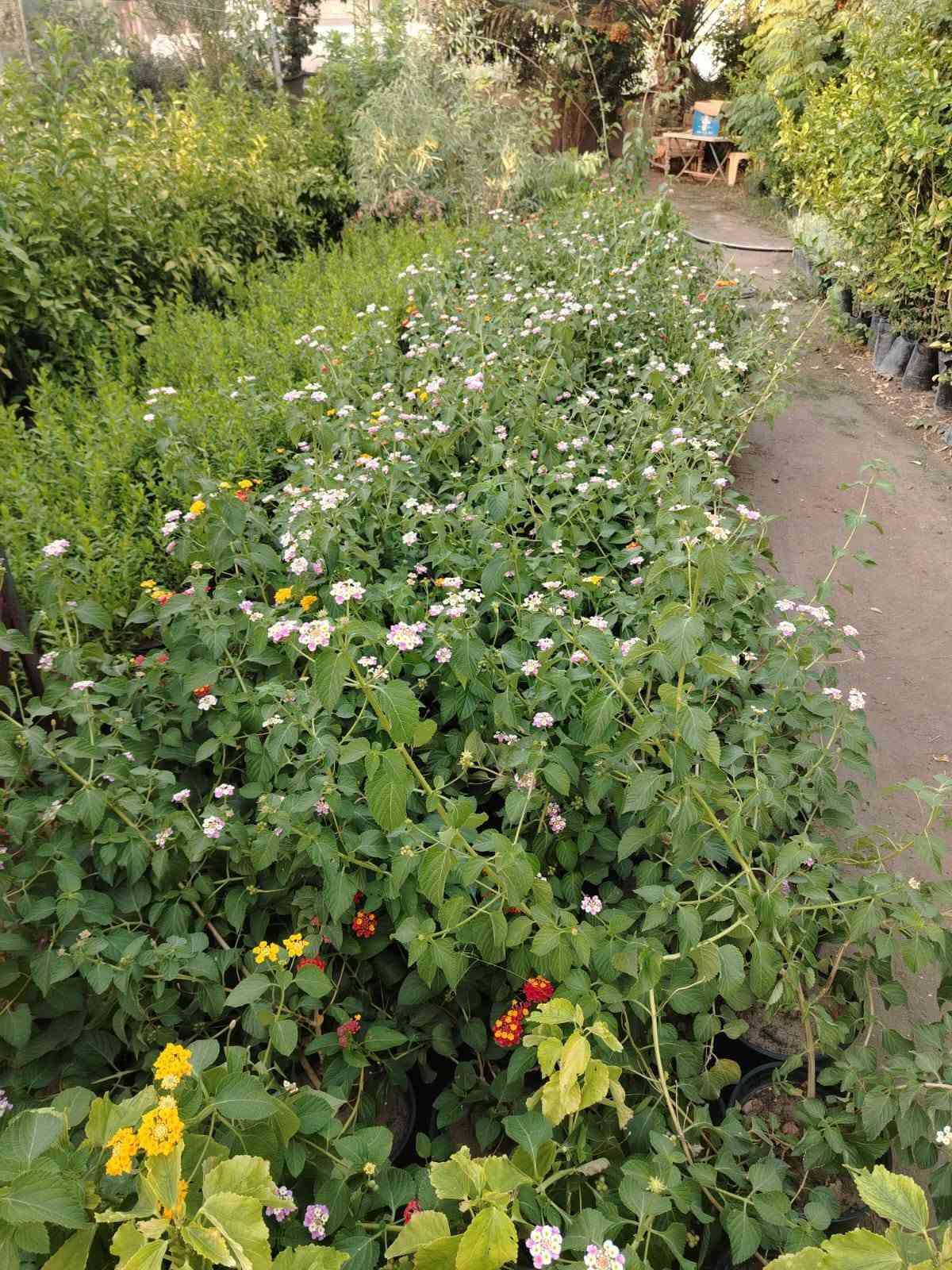 🌿🌿 مجموعة مشاتل السید 🌿🌿
🌱 نباتات • تصميم • تنفيذ • تنسيق • صيانة الحدائق 🌱
السلام عليكم ورحمة الله وبركاته 🌹
📢 يسرّنا في مجموعة مشاتل السید أن نقدم لكم خدماتنا المتكاملة في مجال النباتات والحدائق، حيث نوفر لكم مختلف أنواع النباتات بأسعار مناسبة، إلى جانب خدمات تصميم وتأسيس وتنفيذ وتنسيق وصيانة الحدائق المنزلية والعامة، بإدارة وإشراف السيد غيث الموسوي وبكادر متخصص في الزراعة وتنسيق المساحات الخضراء والعناية بالنباتات.
🌱 نحن لا نقتصر على تصميم الحدائق وتنفيذها، بل نوفر لكم النباتات والمستلزمات الزراعية ونقدم لكم الحل المتكامل من المشاتل إلى الحديقة.

━ 🌿 تتوفر لدينا حاليًا مجموعة متنوعة من النباتات 🌿 ━
🌳 حارس تكساس خشن🌳 حارس تكساس وسط🌹 ورد القهوة🌿 أكاسيا مصرية🌺 جهنمي ألوان قطمر🌹 ورد جوري🌸 ياسمين أحمر بدون عود🌸 ياسمين أحمر خشن🌹 ورد جمال قطمر🌺 خطم الساحل🌿 شمشار🌿 قرن الغزال🌿 يوكا
❤️ دم العاشق🌿 كاريزيا🌿 ياس عراقي كيس🌳 فكس🌿 باباية🌿 ددونيا🌿 ياس سندانة🌿 فرچة البطل🌳 فكس باندا
🌸 ست الحسن🌳 بمبر خشن🌳 بمبر وسط🌸 بتونيا🌵 شوكة المسيح🌹 ورد القداح🌹 نسرين أبيض + وردي🌿 كف مريم عراقي🌿 كف مريم كويتي🌳 تين تركي🌳 تين عبيد
🌳 سدر للصدر وأعلى🍎 رمان يمني حلو عسل🌳 ألبزيا بأحجام مختلفة🌿 شبوي🌿 دفلة🌳 أنتيكوما حسب الحجم🌼 داوودي و کافة انواع الحمضیات والزینة  والدیکورات و الثيل بأنواعه ......✨ وأنواع أخرى من النباتات متوفرة حسب الموسم والطلب.

━━━ 🌳 خدمات مجموعة مشاتل السید 🌳━━━━━
🌱 بيع وتجهيز النباتات:
توفير مختلف أنواع النباتات الداخلية والخارجية، ونباتات الزينة والأشجار، ومنها النباتات العراقية المقاومة لمختلف الظروف المناخية، وبأسعار مناسبة ومدروسة.
🌿 تصميم وتنسيق الحدائق:
تصميم الحدائق المنزلية والعامة وتنسيق المساحات الخضراء بأساليب عصرية وفنية تتناسب مع مساحة المكان واحتياجات الزبون.
🌱 تأسيس وتنفيذ الحدائق:
تنفيذ الحدائق من البداية وحتى إتمامها، مع اختيار النباتات المناسبة وتوزيعها بطريقة مدروسة وجمالية.
✂️ صيانة وتنظيف الحدائق:
تنظيف وترتيب وصيانة الحدائق بصورة دورية، والعناية بالنباتات ومتابعة نموها والمحافظة على جمالية المساحات الخضراء.
💧 تأسيس منظومات الري الحديثة:
تأسيس منظومات سقي حديثة، بما فيها المرشات والنوزلات ومنظومات التنقيط، وفق أبعاد الحديقة وأنواع النباتات وتوزيعها.
🪴 متابعة ومعالجة النباتات:
متابعة نمو النباتات ومعالجة الآفات والمشكلات الزراعية للحفاظ على صحة النباتات وجمالية الحديقة.
🐜 الوقاية ومكافحة حشرة الأرضة:
تأسيس منظومات خاصة للوقاية من حشرة الأرضة، بالإضافة إلى مكافحة ومعالجة الإصابة بها.
🌳 قطع الأشجار الكبيرة:
قطع وتشريح وتقطيع ونقل الأشجار الكبيرة وفق أساليب آمنة ومنظمة.
🚜 النقل والتجهيز:
نقل الأشجار والنباتات والأتربة والمستلزمات الزراعية حسب الحاجة.

━ 🎁🔥 عروض خاصة من مجموعة مشاتل السید 🔥🎁 ━

💧🎁 منظومة سقي بالتنقيط مجانًا!
😍 لكل حديقة نقوم بتصميمها وتنفيذها، نقوم بتأسيس منظومة سقي بالتنقيط مجانًا، بتوزيعات ونسب دقيقة ومدروسة تتناسب مع أنواع النباتات ومساحة الحديقة.
💧 بما يساعد على: ✔️ تقليل جهد السقي
✔️ تقليل هدر المياه
✔️ توزيع المياه بصورة أفضل
✔️ المحافظة على استدامة النباتات ونموها
🔥🎁 خصم 10%
😍 لكل حديقة يتم تأسيسها وتنفيذها من قبل مجموعة مشاتل السید، يحصل الزبون على خصم بنسبة 10% من السعر الكلي.
🌱🎁 نباتات متنوعة وبأسعار مناسبة ومدروسة
نوفر لكم النباتات بأسعار تناسب مختلف الاحتياجات والمساحات، مع إمكانية تجهيزكم بالنباتات والمستلزمات الزراعية المطلوبة.

━━━━━ 🌿 لماذا مجموعة مشاتل السید ؟ 🌿 ━━━━━
⭐ تنوع كبير في النباتات⭐ أسعار مناسبة ومدروسة⭐ نباتات داخلية وخارجية⭐ نباتات مقاومة للظروف المناخية⭐ تصميم وتنسيق احترافي للحدائق⭐ تنفيذ وتأسيس الحدائق⭐ صيانة ومتابعة بعد التنفيذ⭐ حلول ري حديثة ومدروسة⭐ مكافحة ووقاية من الأرضة والآفات⭐ تجهيز ونقل النباتات والمستلزمات
🌿 من النبتة إلى الحديقة… نوفر لكم كل ما تحتاجه مساحتكم الخضراء في مكان واحد. 🌿
📢 تنويه مهم:
نظرًا لكثرة التعليقات والرسائل الواردة إلينا، قد يتعذر علينا أحيانًا الرد على جميع التعليقات أو الرسائل بصورة فورية. لذلك نعتذر منكم مقدمًا عن أي تأخير في الرد. 🙏🌹
📞 للحجز والاستفسار والتواصل حصراً:
***********
📱 للتواصل المباشر عبر واتساب:
👉  https://wa.me/9647713397964
🌿📲 اضغط على الرابط وسيتم تحويلك مباشرة إلى محادثة واتساب مع الرقم أعلاه.
📌 صفحتنا الزراعية على فيسبوك:
https://www.facebook.com/kararr6677?sfnsn=wa
🌱💚 ادارة مجموعة مشاتل السید
نزرع الجمال… ونصنع مساحات تنبض بالحياة. 🌿

نص مكتوب في الصور:
- مجموعة مشاتل السيد نباتات . تصميم . تنفيذ . تنسيق . صيانة الحدائق من النبتة إلى الديقة... نصنع الجمال عروض خاصة من مجموعة مشاتل السيد منظومة سقي بالتنقيط مجاناً خصم 10% على جميع الحدائق تتوفر لدينا مجموعة متنوعة من النباتات أکاسیا مصرية جهنمي ياسمين أحمر ورد جوري دقلة يوكا أشجار مثمرة نخيل وزينة أنواع أخرى أنتيکوما داوودي شوكة المسيح نباتات متنوعة وبأسعار مناسبة ومدروسة وكل أنواع الحمضيات والزهور والنباتات الداخلية والخارجية... خدماتنا صيانة الحدائق تنفيذ الحدائق تصميم وتنسيق الحدائق تأسيس منظومات الري بيع وتجهيز النباتات للحجز والاستفسار حصراً عبر الواتساب *********** صفحتنا الزراعية علي فيسبوك /kararr6677 نظراً لكثرة التعليقات والرسائل الواردة إلينا، قد يتعذر علينا أحياناً الرد على جميع التعليقات أو الرسائل بصورة فورية. نعتذر منكم مقدماً عن أي تأخير في الرد. إدارة مجموعة مشاتل السيد نزرع الجمال ... ونصنع مساحات تنبض بالحياة
- يتوفر لدى مجموعة مشاتل السيد مشاتل السيد زراعة نباتات الزينة والأشجار الطبيعية تصميم وتنسيق الحدائق تنظيف وصيانة الحدائق أنظمة الري الحديثة متابعة النمو ومعالجة النباتات منظومات الوقاية من حشرات الأرضة مكافحة حשרה الأرضة قطع الأشجار الكبيرة وتشذيبها ونقلها نقل الأشجار والنباتات والمستلزمات منظومة الري بالتنقيط مجاناً بأسلوب دقيق ومناسب لجميع أنواع النباتات تحو بيئة خضراء ومظهر يبعث على الراحة والجمال خصم خاص 10% على كل حديقة *********** أو مراسلتنا عبر الواتساب