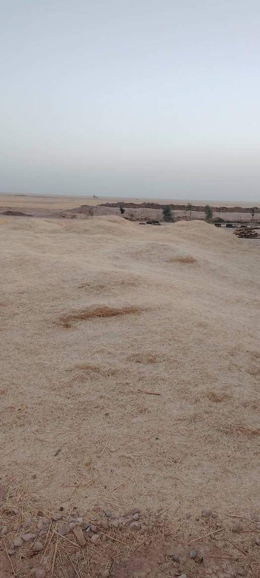 تبن • درجة أولى • ٢٠ عربانه