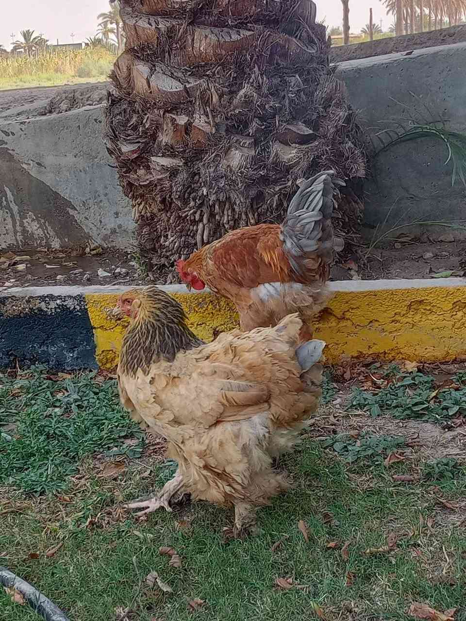 سلام عليكم براهمه البيع تبيض ‏‪***********‬‏
