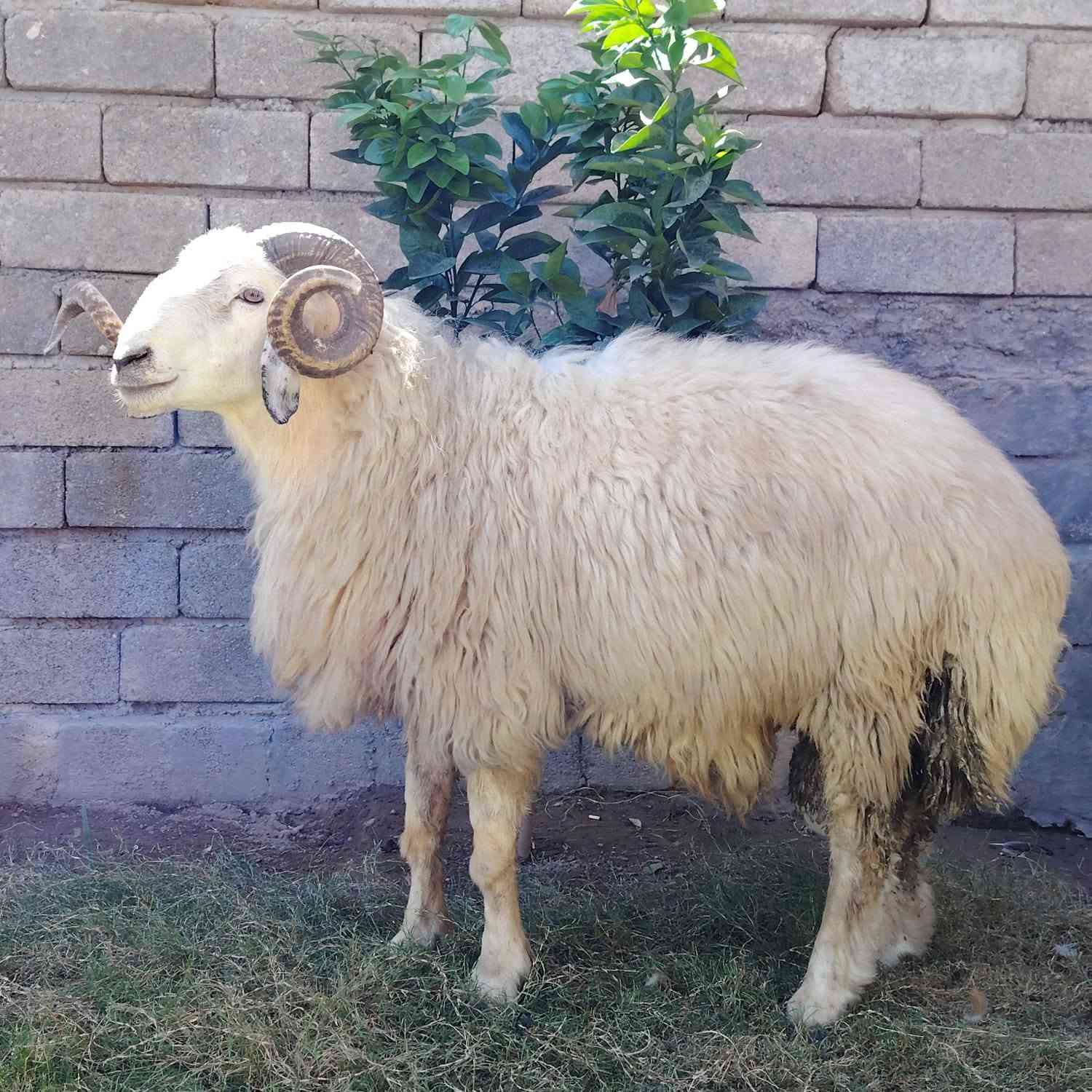 سلام عليكم اخوان جبش ثني للبيع
شرط النصاحه علئ كل عيب وشرط الكراع 
انطيك نصاحه 4ايام الاستفسار علئ الهاتف 
***********  ***********
