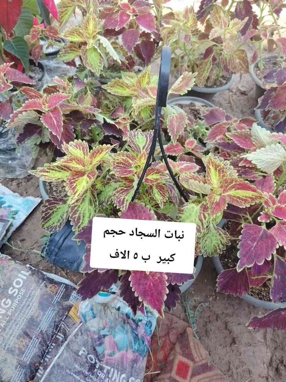 ظليات ❤

نص مكتوب في الصور:
- جلد النمر ارتفاع متر ١٢ الف
- ارالیا ب ۸
- نبات السجاد حجم كبير ب ٥ الاف
- زنبقة السلام
- ١٠