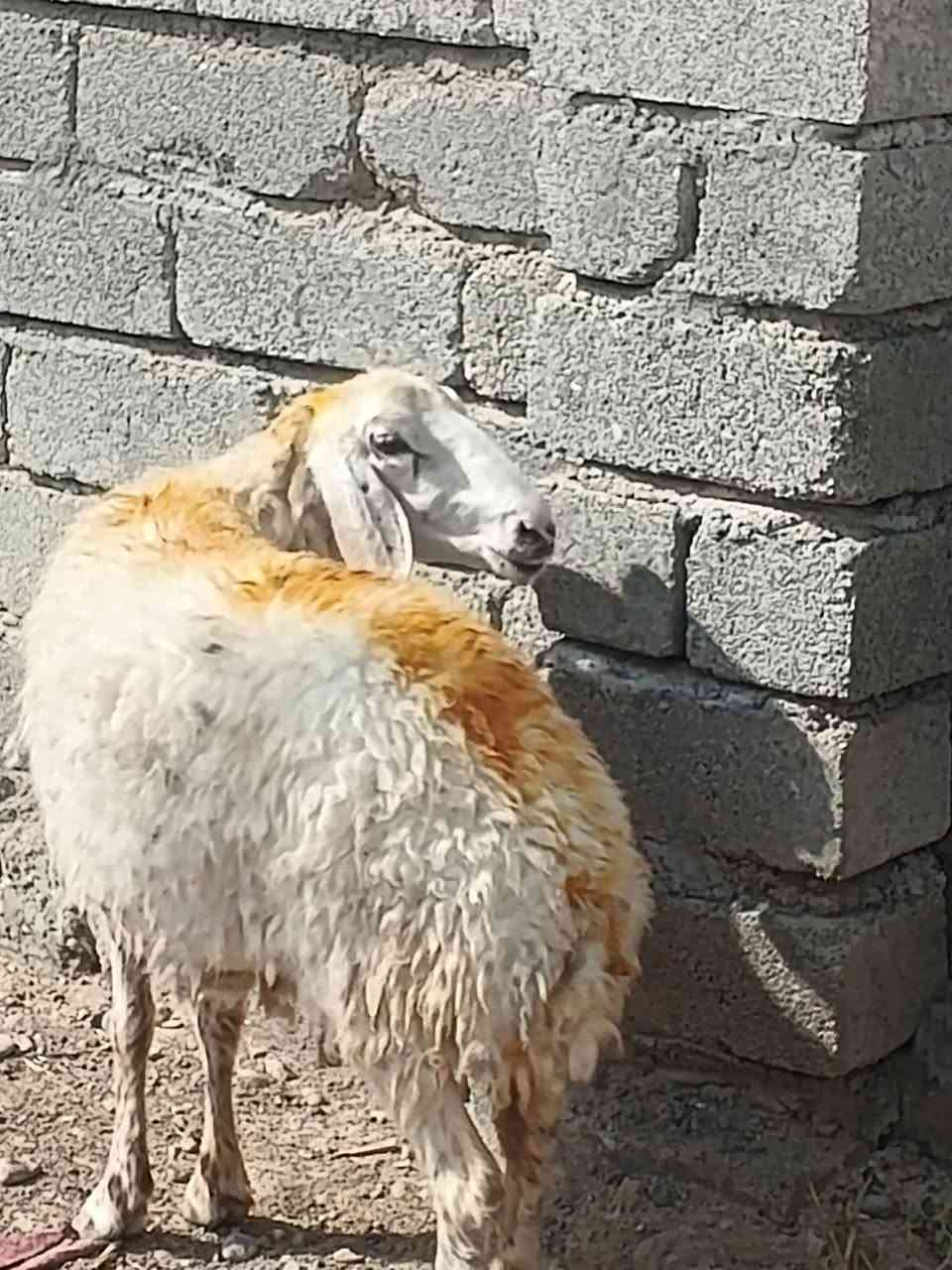 نعجة • نصاحه ٥ايام • صلاح الدين