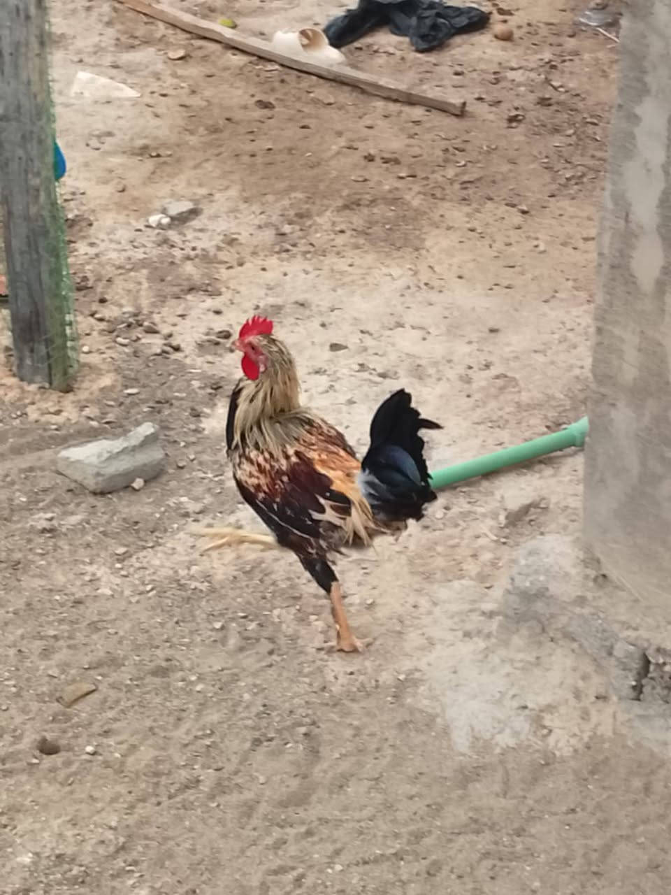 ديوكه • عرب • واتساب