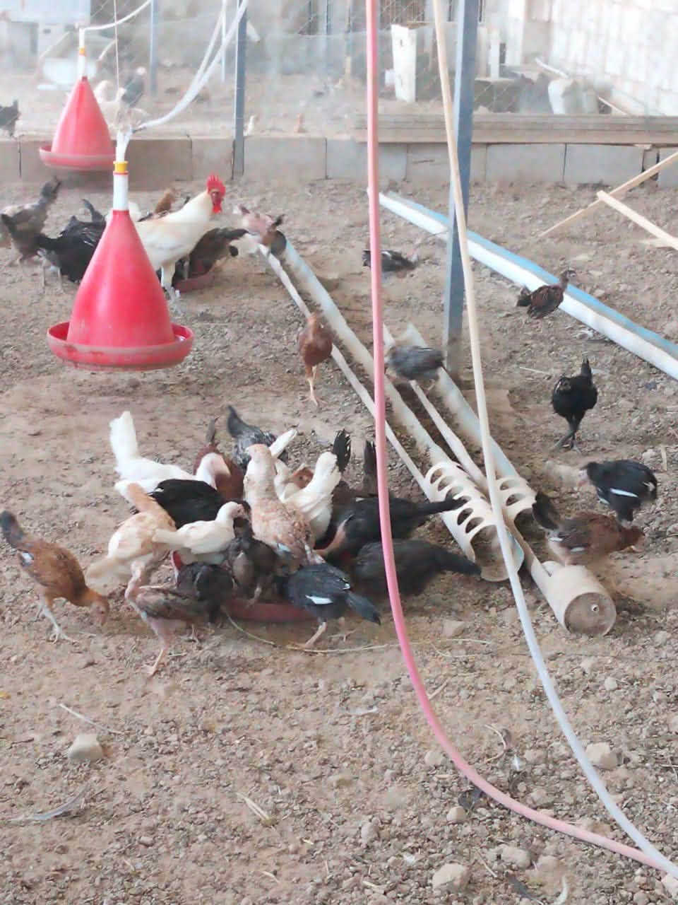 بالتعليق
