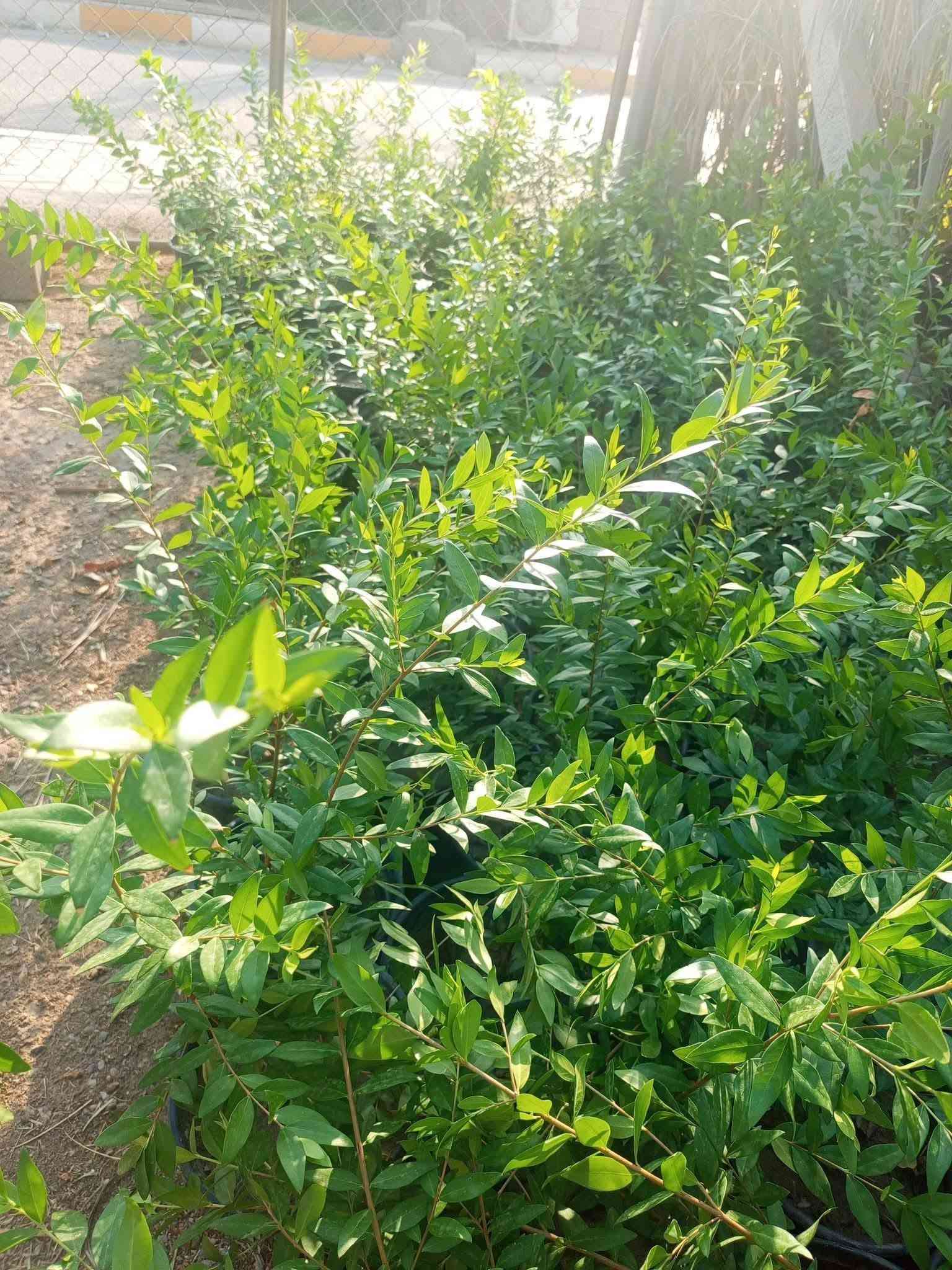 مشتل الجمعيه
يتوفر لدينا مجموعه من النباتات الخارجية 

الدجيل الجمعيه خلف الدفاع المدني 

للاستفسار والحجز مازنجر واتساب ***********

توجد لدينا خدمه توصيل داخل الدجيل
💯💯💯💯💯💯💯💯💯💯💯💯💯💯💯💯
