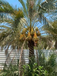 بستان نخل للضمان المكان شاطئ التاجي شارع ام الجدايل تبعد عن جسر الذراع...