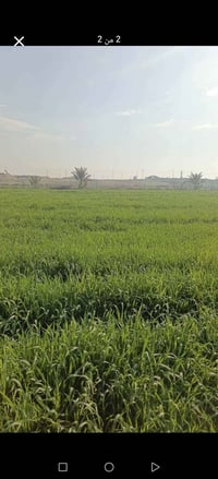 الطيوب حاوي البساط • 12 دونم • بئر ارتوازي