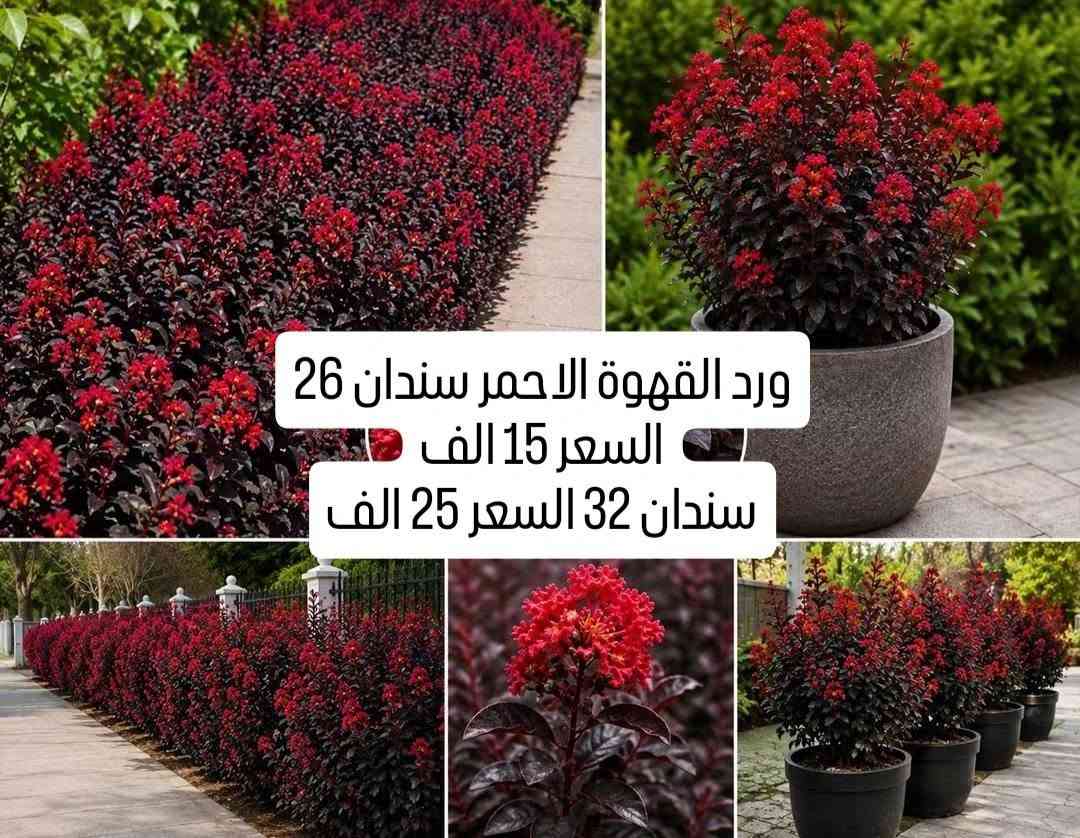 حله شارع 80 • نباتات • ورد القهوة