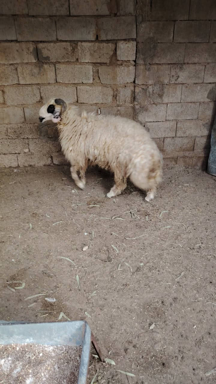 طلي جبير • العلم