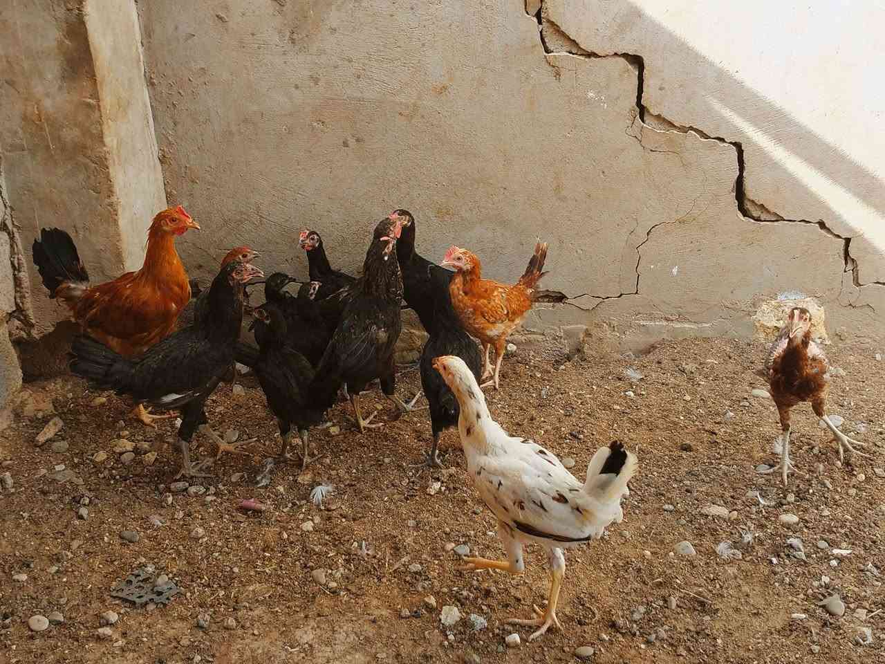 اسلام عليكم متاح للبيع فراريج  عدد 15 نصحات فول صحه ونشاط مكان موصل جانب الايمن شراي يتصل على الرقم او يجي خاص ***********
***********
