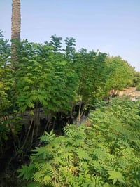 شتلات • توصيل • عرض 6+1