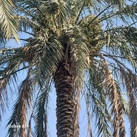 نخل للتضمين نوع خضراوي للأستفسار لاتصال على رقم 07886314508