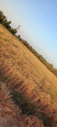 الكفل طريق السبعة • ٦دونم • ٢٢ نخلة حلاوي