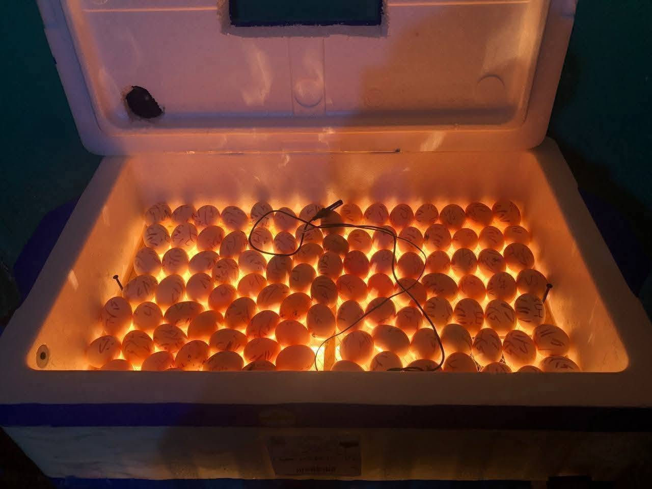 *🐣 مفقس مهيمن ابو مقتدى 🐣*  
*فقاسات.. نسبة تفقيس 95%*

تعبت من الفقاسات التقليد وتخسر بيضك؟  
ويانا تشتري راحة بالك وضمان شغلك.

*الأحجام المتوفرة + توصيل مجاني لكل بعقوبة:*
1. *الفقاسة الصغيرة | 60 بيضة*  
   السعر: *55 ألف* فقط شامل التوصيل ✅

2. *الفقاسة الكبيرة | 100 بيضة*  
   السعر: *75 ألف* فقط شامل التوصيل ✅

*ليش تاخذها من مهيمن؟*
✅ *ضمان تشغيل* وتجريب قبل لا تستلم  
✅ *دعم فني* واتساب إذا واجهتك مشكلة  
✅ *اقتصادية بالكهرباء* تشتغل على باتري هم

*🔥 عرض اليوم:* اللي يحجز قبل الخميس إله هدية "مقياس رطوبة مجاني" 🔥

📱 *للحجز الفوري:* *********** واتساب أو اتصال  
📍 ديالى - بعقوبة - قرب جرف الملح
