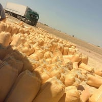 تبن درجة أولى • كميات مفتوحة • شليف ٨٣×٦٠