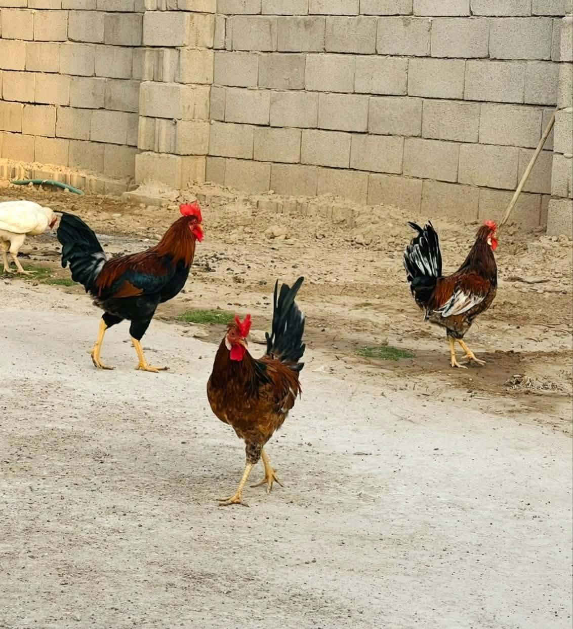 مكلف
متاح دجاجات امايات وديوجه للبيع لاتصال على الرقم *********** 

اي واحد عنده حلال يدزه وانشره اله مجانا مجانا
