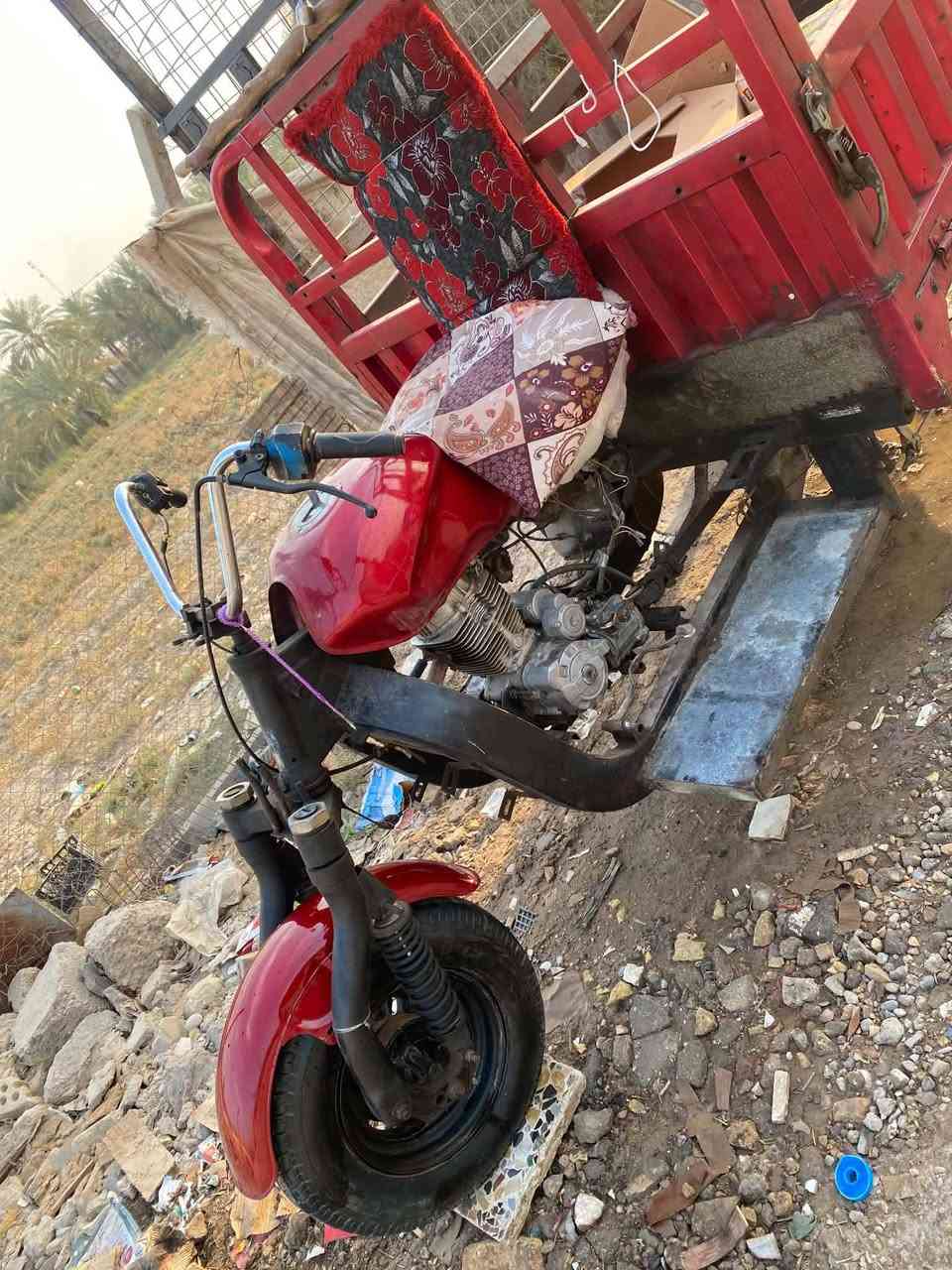 ستوته فحل • بدون اوراق • الشعله