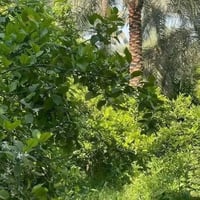 نص دونم • بستان • واسط الحفريه شويفي