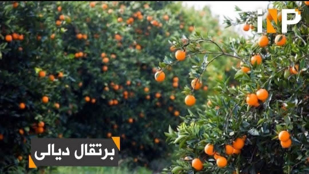 قطعة ارض تجارية سكنبه للبيع
مساحته 144 على شارع العام وجه القطعه 
9 ونص الموقع ديالى بعقوبه المركز السراي تبعد عن شارع العام خريسان وسوق بعقوبه 500 متر وخلف القطعه كورنيش ديالى الاستفسار ***********

نص مكتوب في الصور:
- ويبعد عن شارع العام خريسان وسوق بعقوبه المركز 500 متر
- يبعد عن شارع العام كورنيش 125 متر
- برتقال ديالي