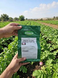 بذور شلغم • Vilmorin فرنسا • غير معدلة وراثياً