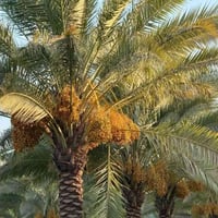طابو ٢٥ • دونم ونص • كربلاء شارع سيدة زينب