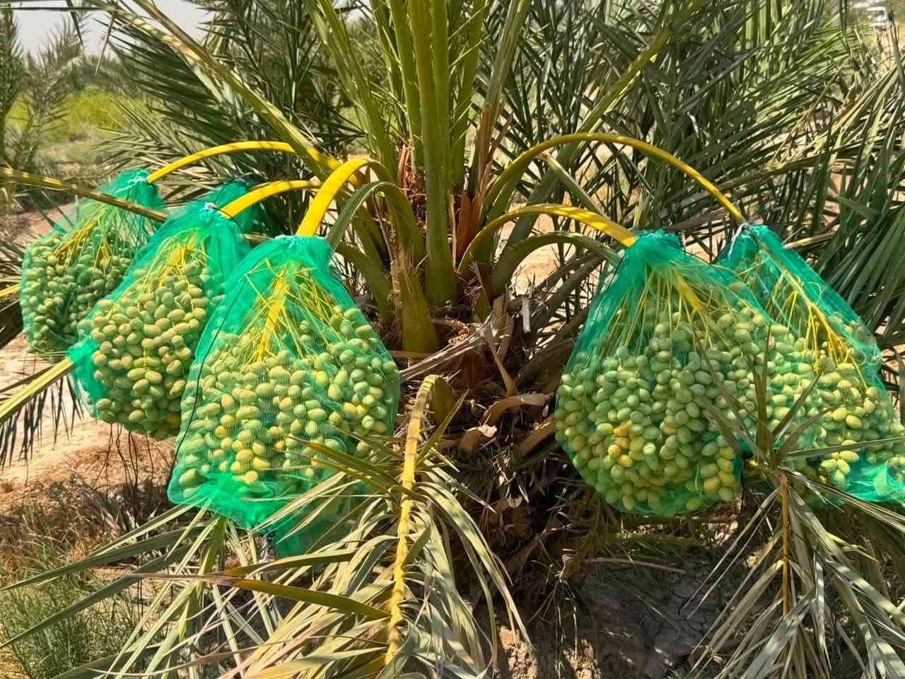 🌴 البريم:

 • 45,000 للمفرد (أقل من 50 فسيلة)

 • 40,000 للجملة (50 فأكثر)

 • 35,000 للجملة الكبيرة (100 فأكثر)

👨‍🌾 المهندس الزراعي المشرف :

م. طيف ثامر

📍 موقعنا: محافظة الديوانية – قرب خط السريع بغداد – بصرة

🌴 المزرعة تحتوي على أكثر من 20,000 نخلة من مختلف الأصناف المنتقاة بعناية

📞 للاستفسار والحجز:

📱 ***********

📱 ***********
