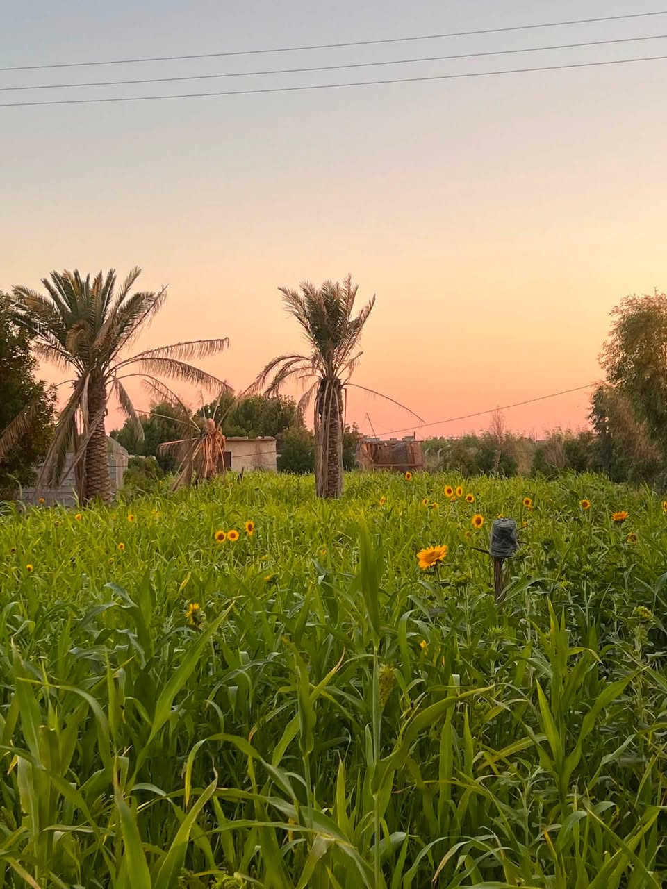 سلام عليكم دونم البيع 💁

العنوان: أرض زراعية للبيع — مساحة دونم كامل (ركن - موقع خدمي مميز)
تفاصيل العرض:
 المساحة: دونم كامل (2,500 متر مربع).
 الموقع: الراشدية — خلف الطاحونة (موقع خدمي وركن على شارعين).
 الطبيعة والزراعة: أرض مزروعة بالكامل وتقع مباشرة على النهر (سقي مضمون ووفرة مياه).
 السنود والشكل القانوني: سند 25 (تحويل مباشر باسم المشتري).
مميزات العقار:
 موقع ركن استراتيجي يتيح سهولة الدخول والخروج مع واجهة ممتازة.
 واجهة مباشرة على النهر مما يجعلها مثالية للبساتين أو المشاريع الزراعية والخدمية.
 منطقة كاملة الخدمات وقريبة من الشارع والمرافق الأساسية.
للتواصل والاستفسار:
 رقم الهاتف / واتساب: [***********]
 المعاينة: الاتصال مسبقاً لتحديد موعد المعاينة الميدانية.

