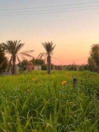 الراشدية • دونم مزروعة • سند 25