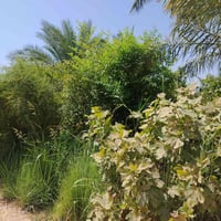 بسمي كربلاء • ١٠٠٠م • طابو زراعي