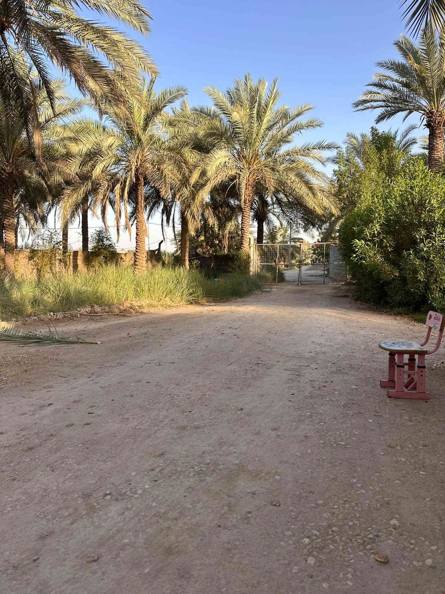 ٣ دونم • طابو زراعي • ١٢٠ نخلة