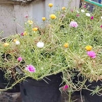 سندانه • حجم ١٩ • ورد الصباح العراقي