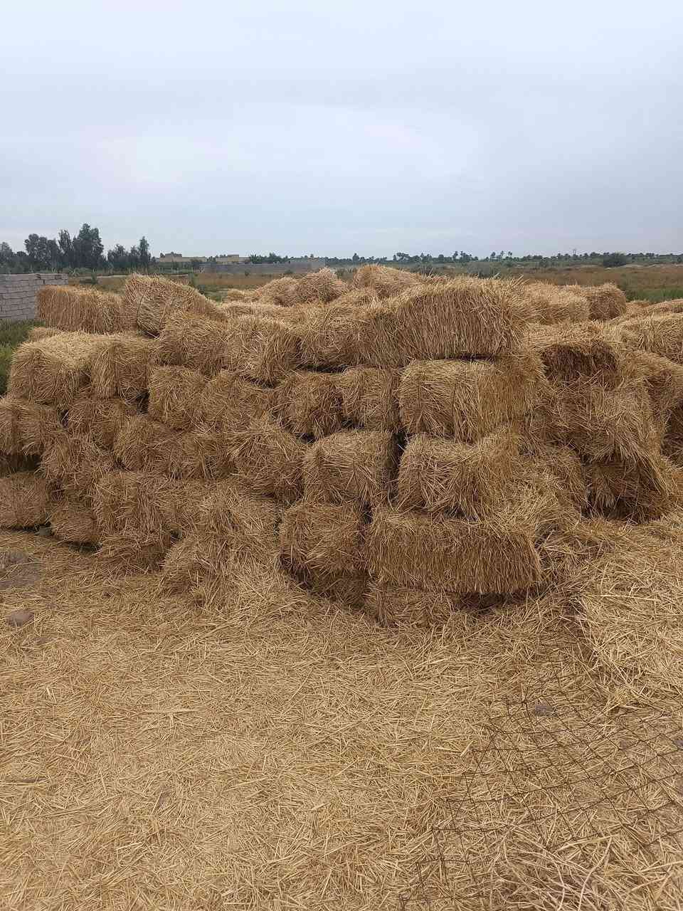 كبس تبن • مضغوط • الفجر صوب البوسعد