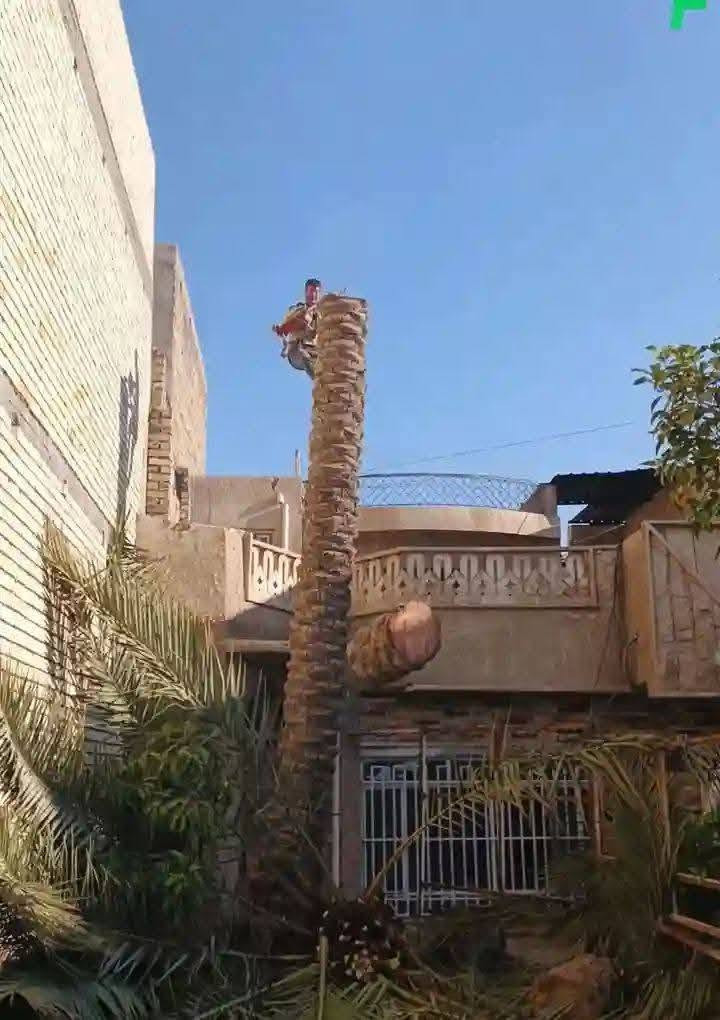 قطع كافة الاشجار والنخيل 
📲***********
📱***********
الاتصال واتساب
