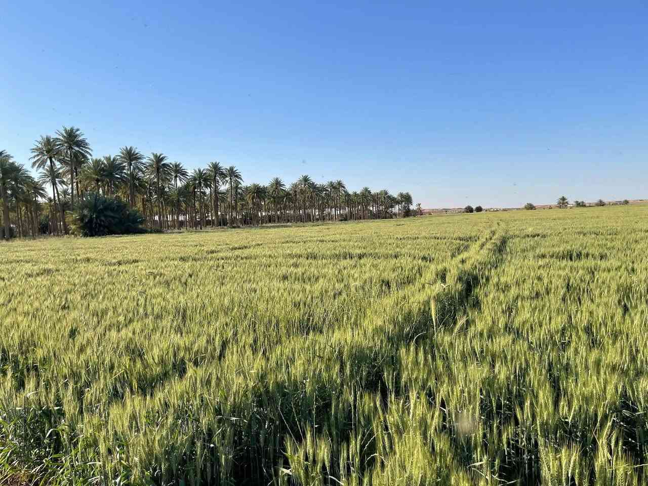 للبيع ارض مساحتها 47دونم
طابو صرف واجهة النهر 170متر غرب قضاء هيت تابعه لقرية زخيخه لاستفسار الاتصال على الرقم ***********
