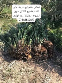 سوق الشيوخ الحكيمية • ديكور • حديقة