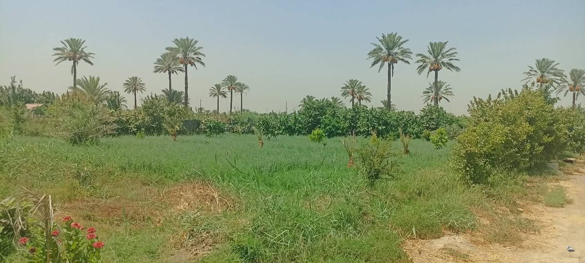 سلام عليكم يتوفر دونم ونص سند 25 تحويل ثاني يوم بسم المشتري العنوان المدائن الجعاره شارع سيد علي تفاصيل الاتصال وبيك خير ودلل بدارة أبو فهد العيساوي ***********
