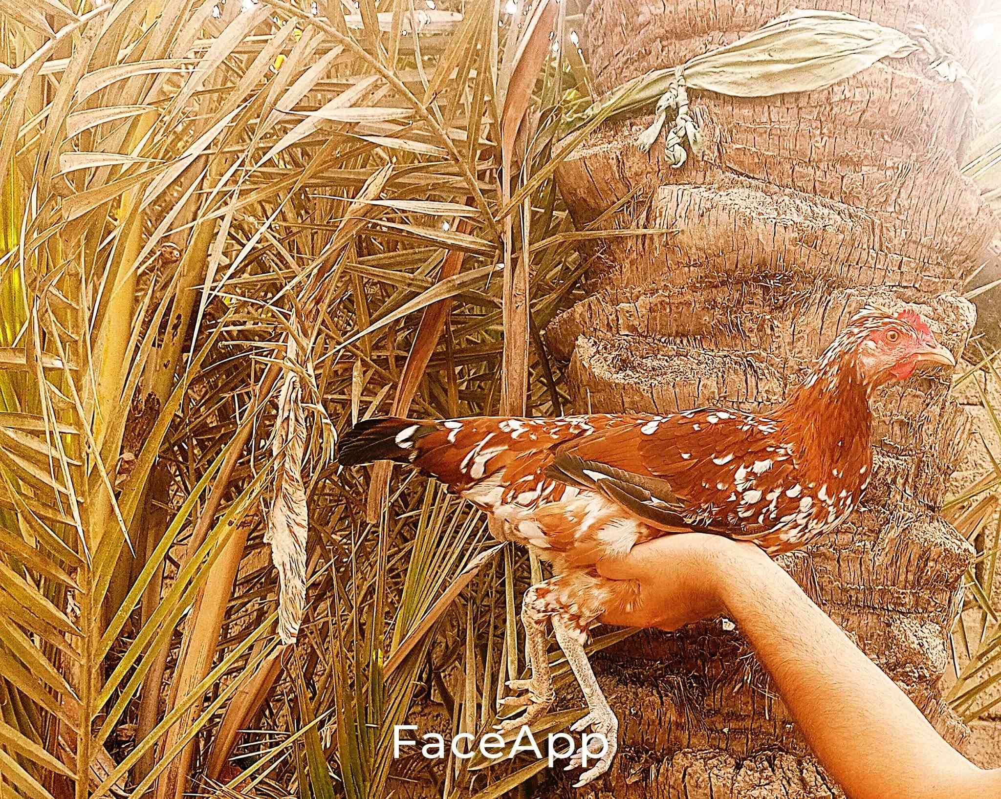سبع البور الضباط • ديج • دجاجه