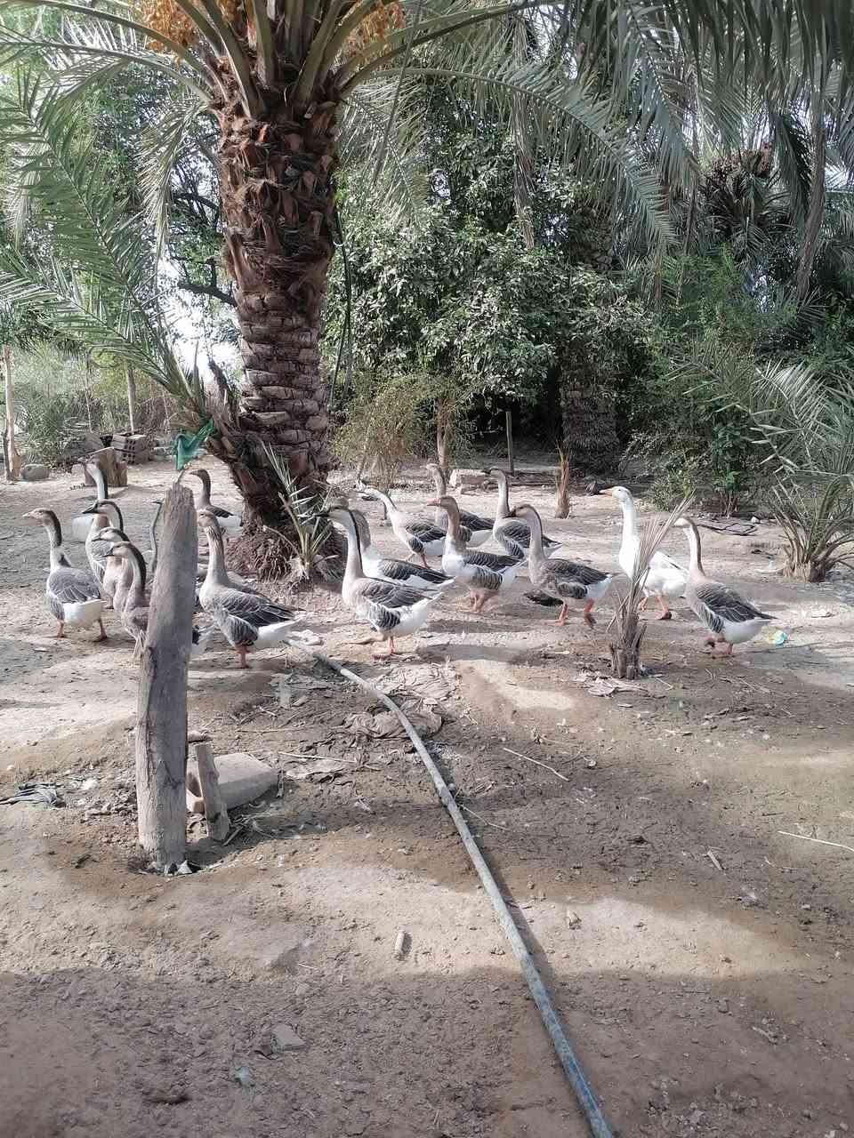 بطوط للبيع • مجموعة ١٤ • ديوانيه قرب الشاميه
