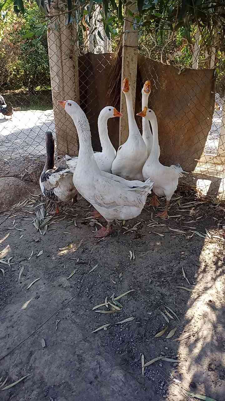 بطات كوبرا • مربيات بيت • ٥ بطات