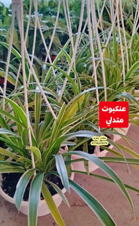 مشتل جوري • نباتات داخلية • نباتات متدلية