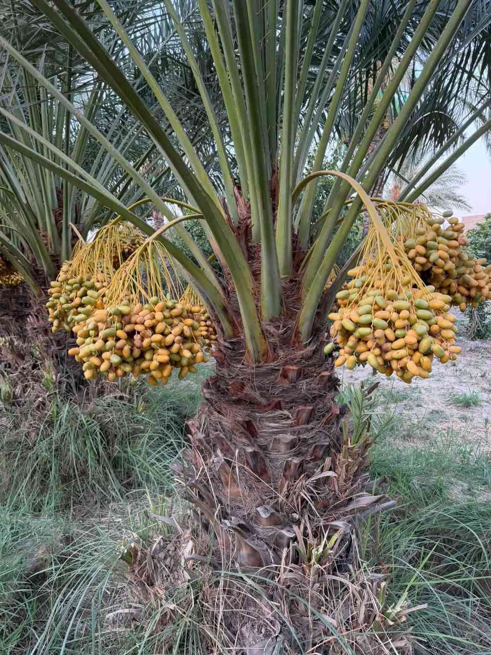 اللهم صل على محمد وال محمد
زرعوا فأكلنا ونزرع فيأكلون 
لاسيما ونحن في بداية  موسم زرع الفسائل انصح بالاسراع بحجز وقلع الفسائل صنف الشويثي الحر للاستفسار الاتصال على الارقام التاليه
***********
***********
*********** واتساب ماسنجر
الاسعار حسب العد والحجم 
هناك تخفيضات لاصحاب البساتين الحديثه
