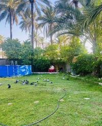 الناصرية • تنظيف حدائق • زراعة ورود ونخيل