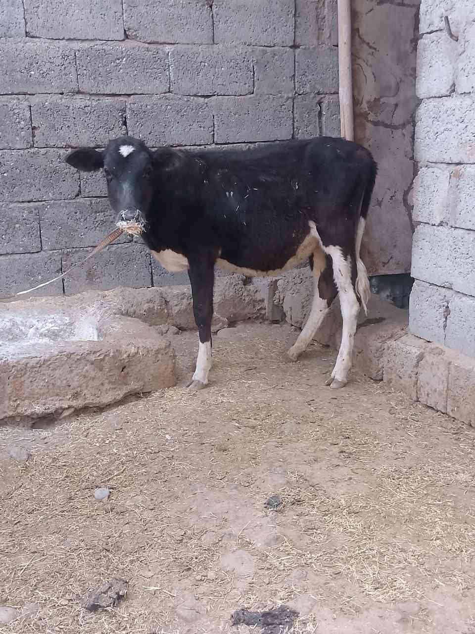 جنس اصليه • قابل تفاوض • شرط النصاحه