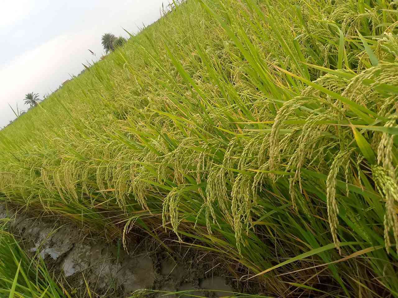 بذور دجله • متوفر • حجز
